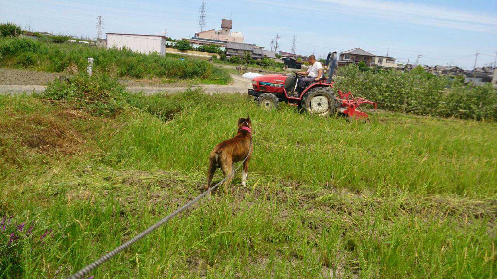 ジョニーと田おこし