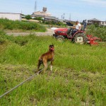 ジョニーと田んぼ