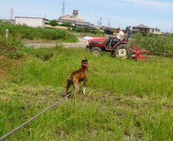 ジョニーと田んぼ