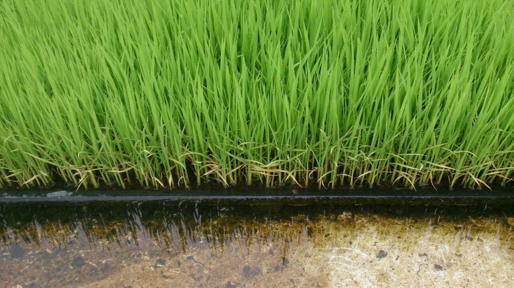 2014年、田植え前の苗