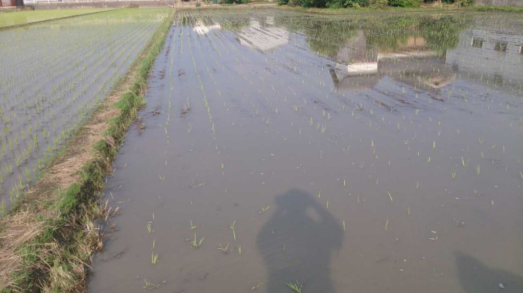 2014年、田植え完了