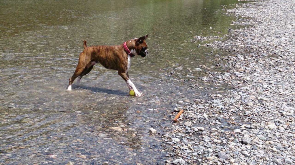 ボクサー犬、吉野川(紀の川)をゆく