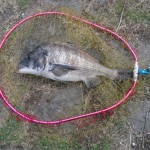 チヌ(黒鯛)釣りに紀の川へ