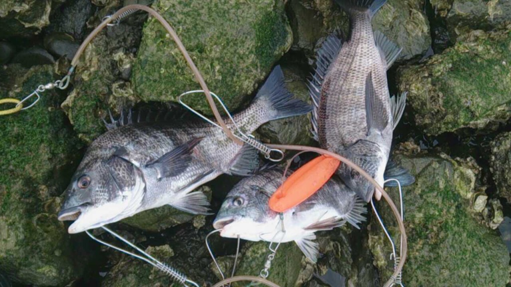 チヌ(黒鯛)釣りに紀の川へ