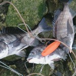 チヌ(黒鯛)釣りに紀の川へ