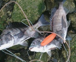 チヌ(黒鯛)釣りに紀の川へ