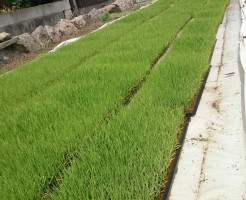 2015年、田植え一週間前の苗