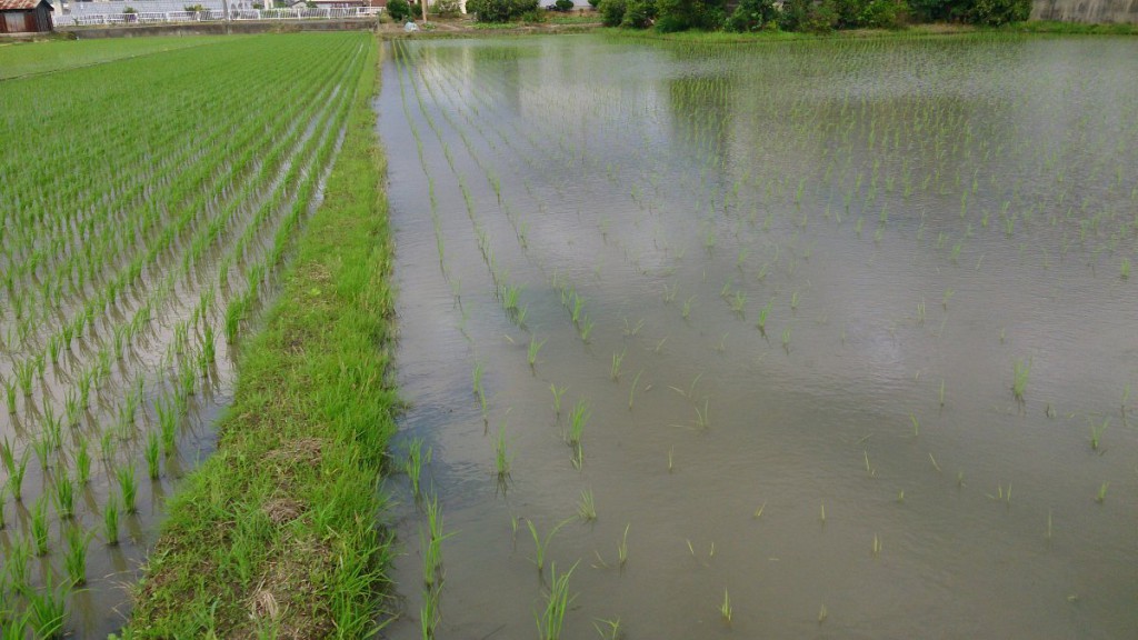 2015年、田植え後二週間経過