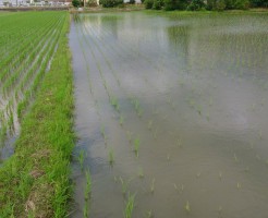 田植え後、二週間経過