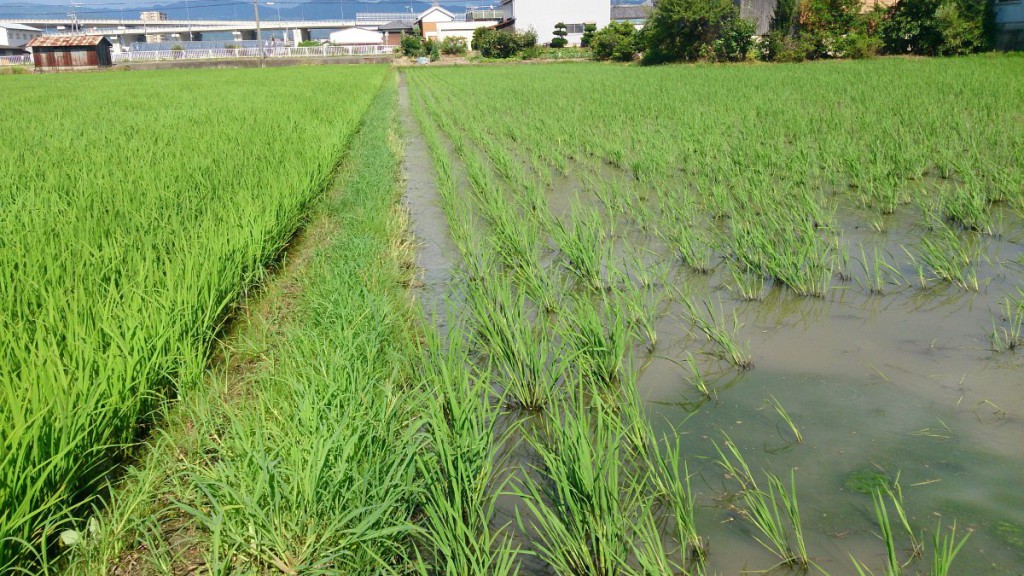 出穂45日前を迎えました