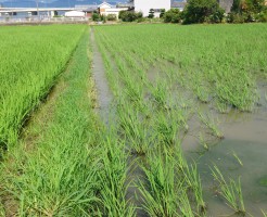 出穂45日前を迎えました