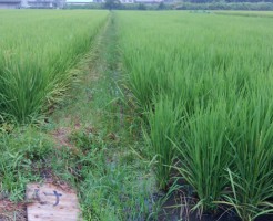 八月三十日　出穂を確認