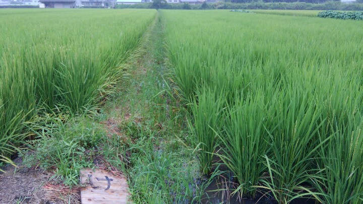 八月三十日　出穂を確認