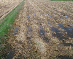 2014年の無農薬有機米づくりスタート