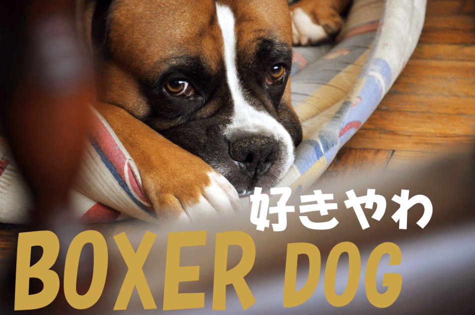 ボクサー犬大好き