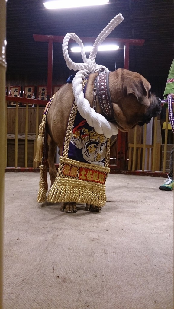 土佐犬に触れあってきました