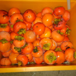 収穫した柿の実