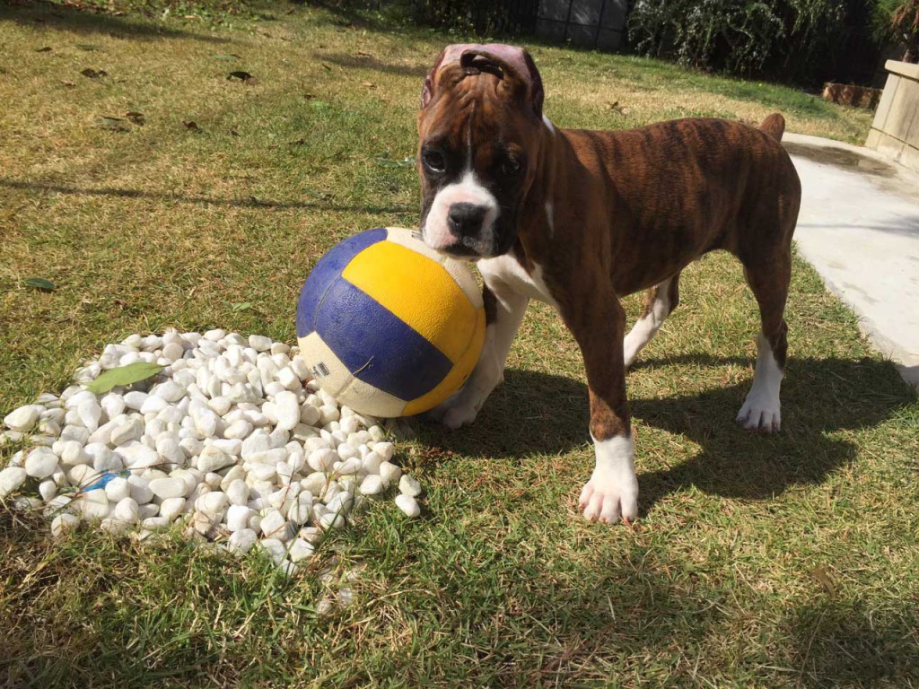 ボクサー犬の耳立てひと休み 生後92日目