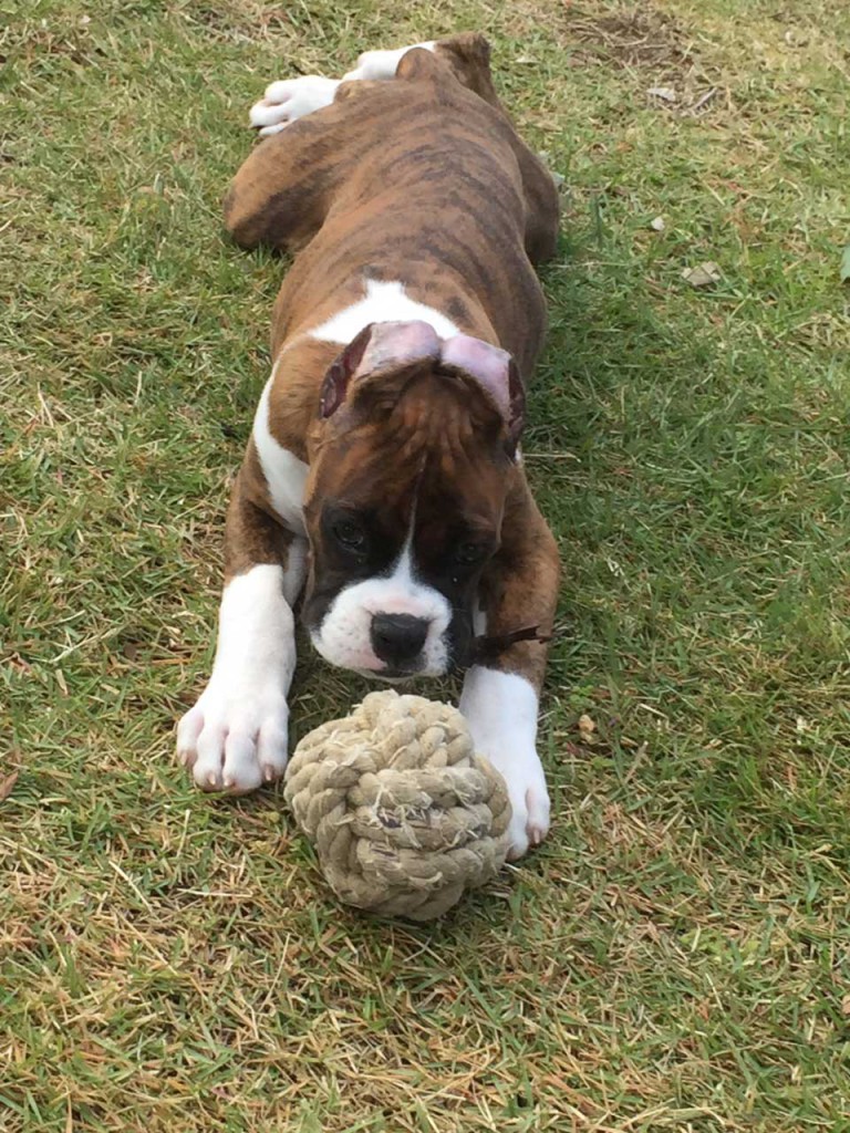 ボクサー犬の耳立てひと休み 生後92日目