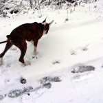 ボクサー犬サスケの雪遊びと龍穴神社にお亀の湯