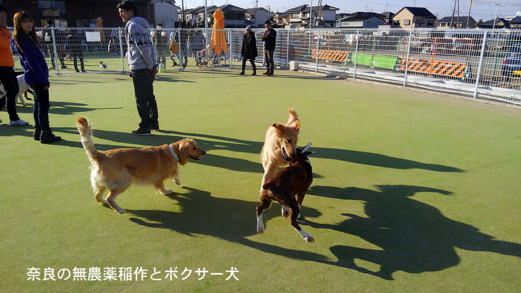 感激！ノーリードのドッグランデビュー