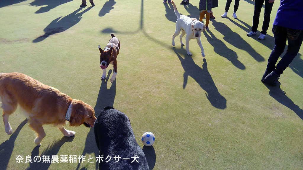 感激！ノーリードのドッグランデビュー