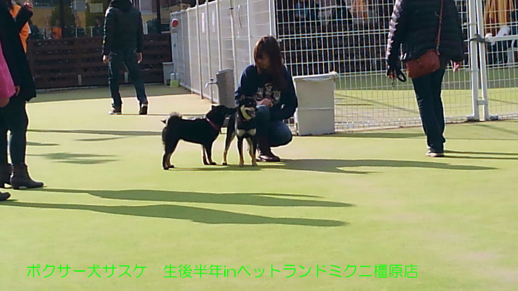 ボクサー犬サスケ 生後半年を迎えますinドッグラン