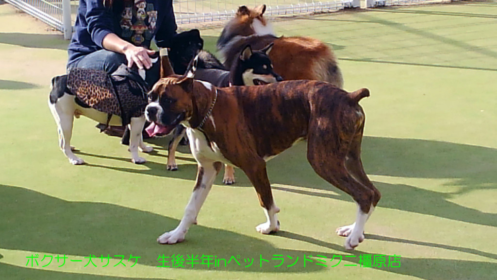 ボクサー犬サスケ 生後半年を迎えますinドッグラン