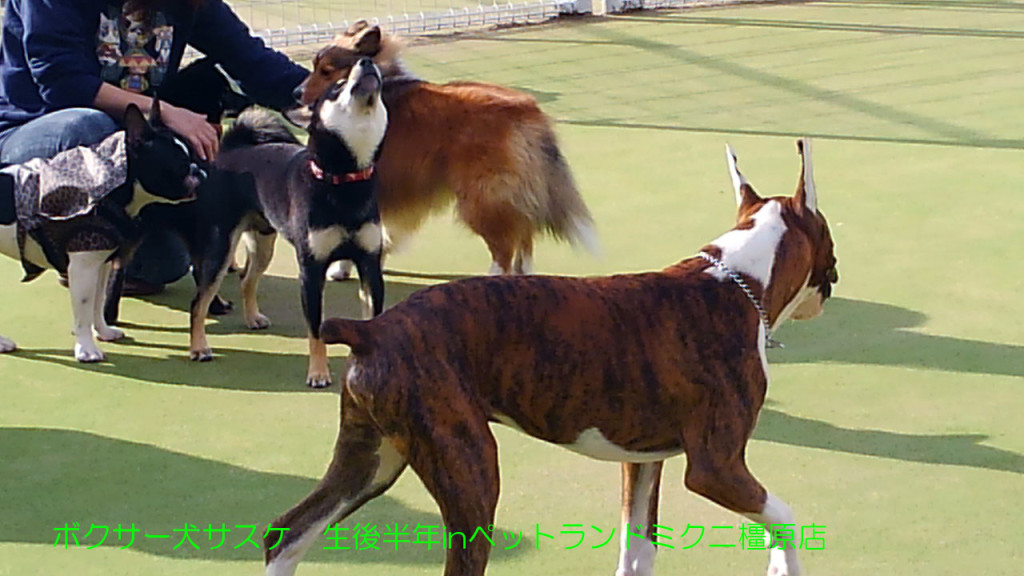 ボクサー犬サスケ 生後半年を迎えますinドッグラン