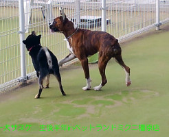 ボクサー犬サスケ 生後半年を迎えますinドッグラン