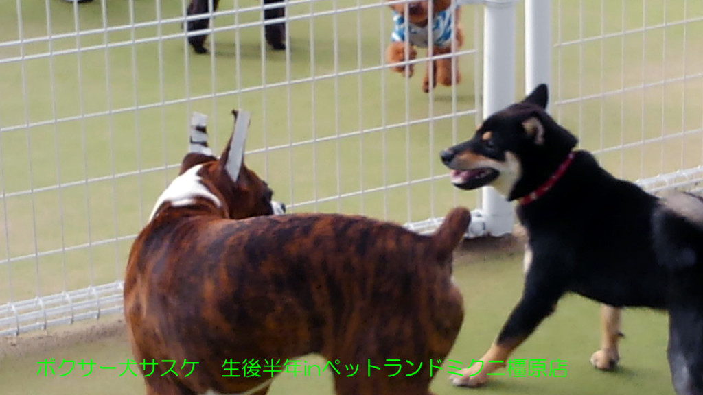 ボクサー犬サスケ 生後半年を迎えますinドッグラン