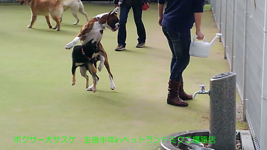 ボクサー犬サスケ 生後半年を迎えますinドッグラン