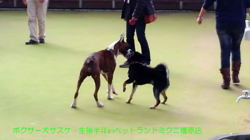 ボクサー犬サスケ 生後半年を迎えますinドッグラン