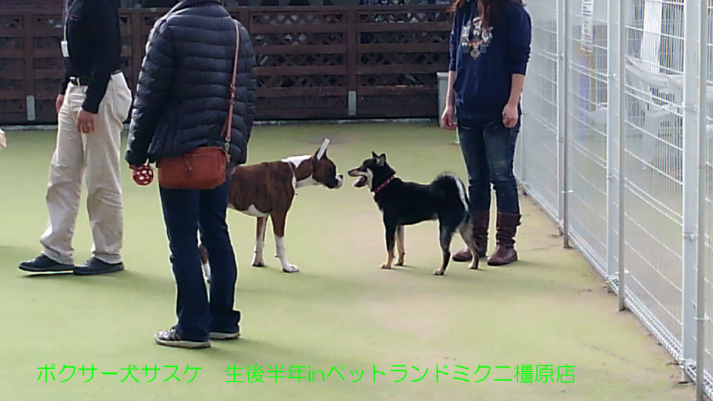 ボクサー犬サスケ 生後半年を迎えますinドッグラン