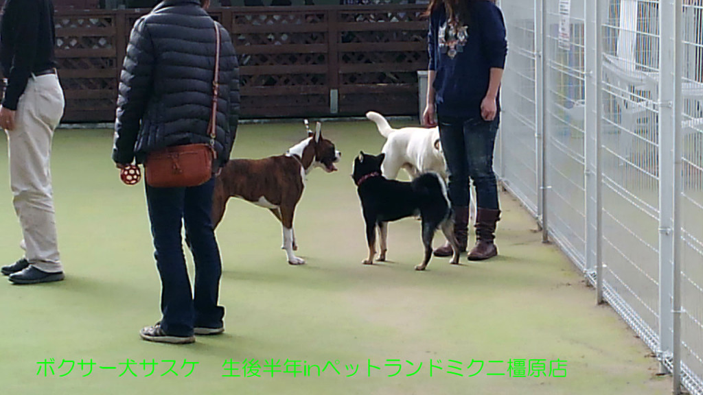 ボクサー犬サスケ 生後半年を迎えますinドッグラン