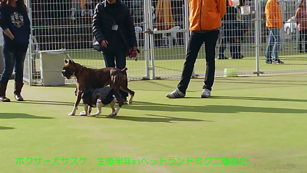 ボクサー犬サスケ 生後半年を迎えますinドッグラン