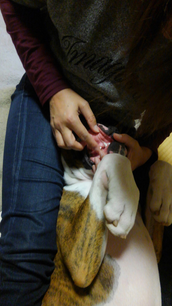 ボクサー犬の歯の点検とクリーニング