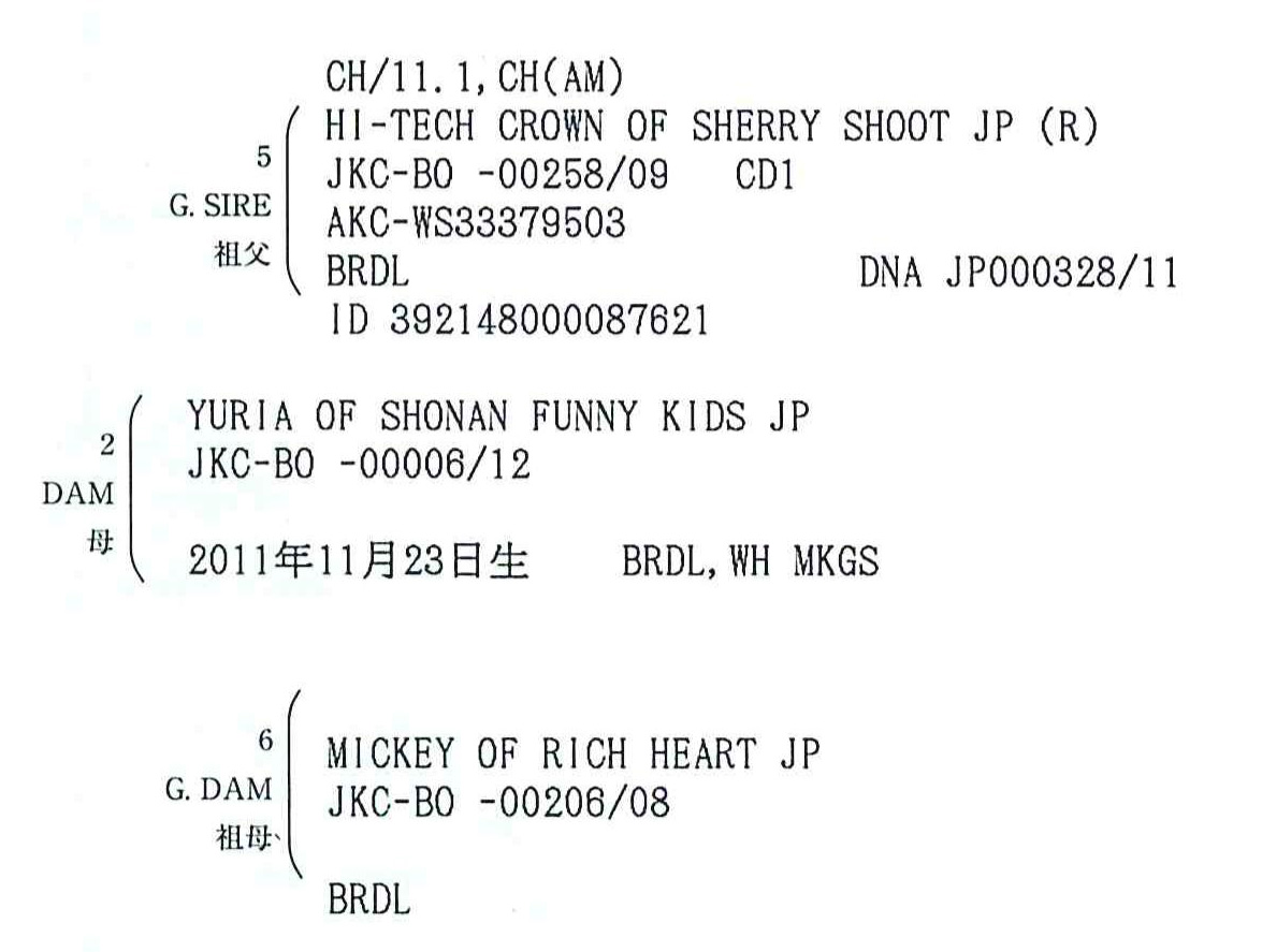 ボクサー犬サスケのJKC血統書