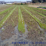 荒おこしと緑肥へアリーベッチ種まき2016年版