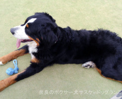 奈良のボクサー犬サスケinドッグランミクニ橿原