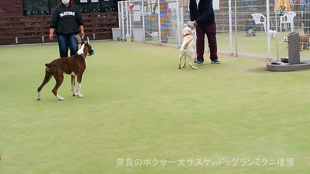 奈良のボクサー犬サスケinドッグランミクニ橿原