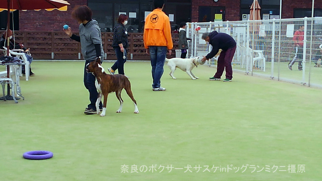 奈良のボクサー犬サスケinドッグランミクニ橿原