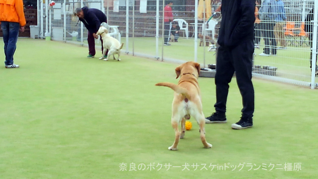 奈良のボクサー犬サスケinドッグランミクニ橿原