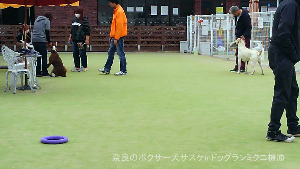 奈良のボクサー犬サスケinドッグランミクニ橿原