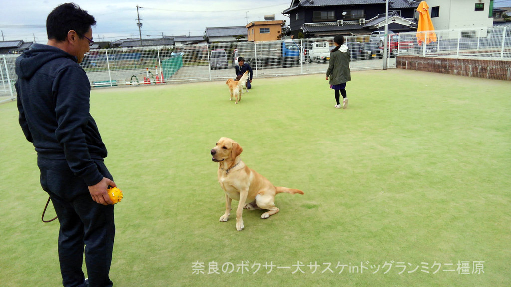 奈良のボクサー犬サスケinドッグランミクニ橿原