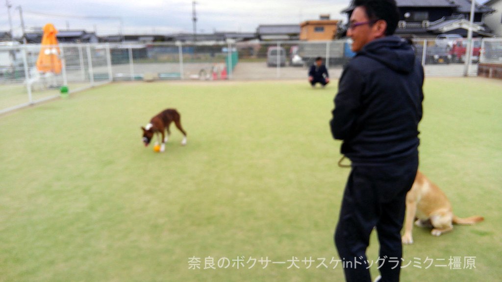 奈良のボクサー犬サスケinドッグランミクニ橿原