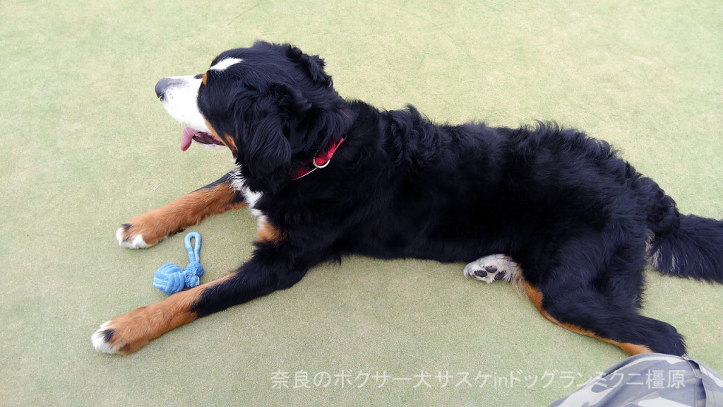 奈良のボクサー犬サスケinドッグランミクニ橿原