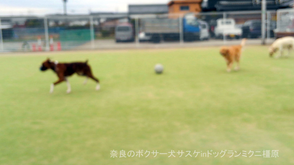 奈良のボクサー犬サスケinドッグランミクニ橿原