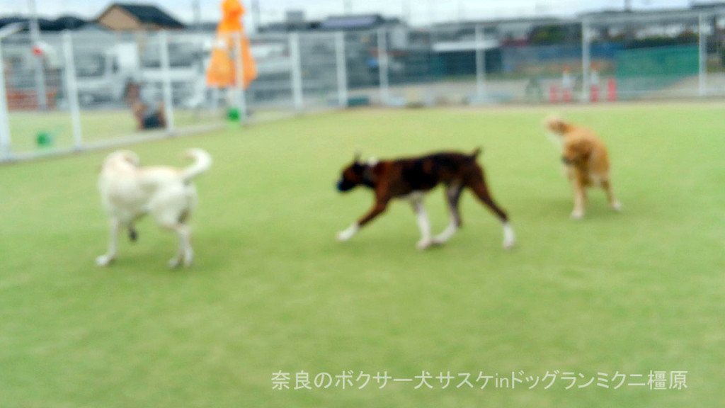 奈良のボクサー犬サスケinドッグランミクニ橿原