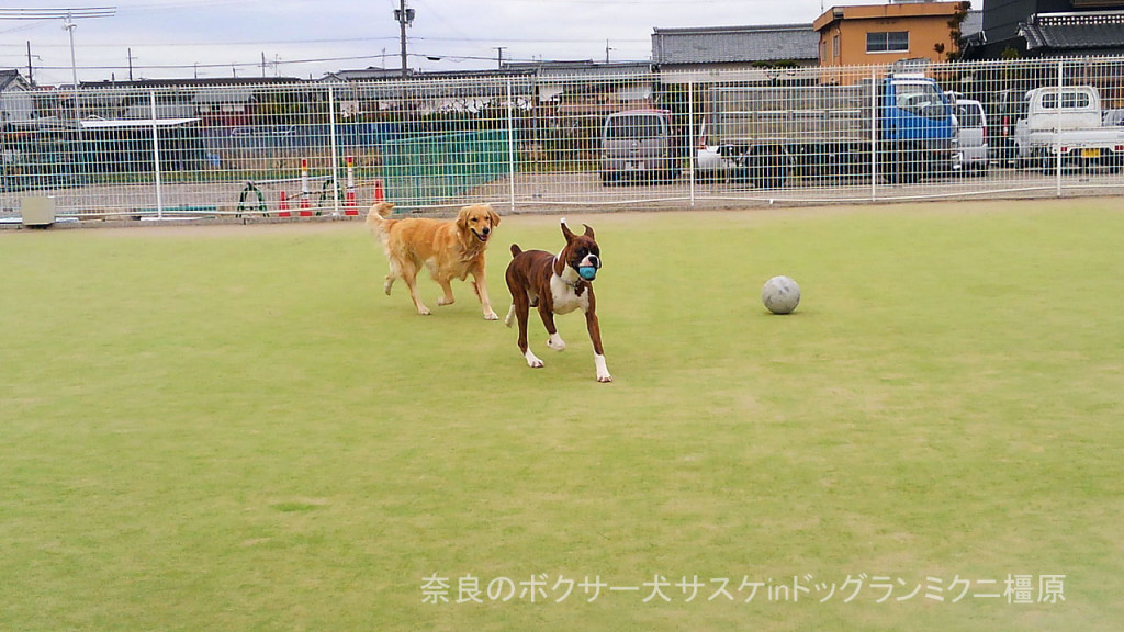 奈良のボクサー犬サスケinドッグランミクニ橿原